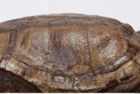 tortoise shell 0014